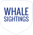 Whale Sightings