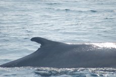 Fjord the fin whale
