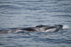 The ever elusive fin whale tail