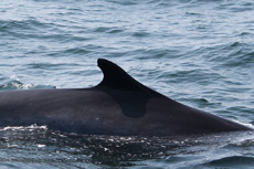 Fin whales have beautiful markings