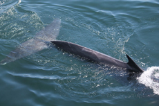 Fin whale passing by Star Island