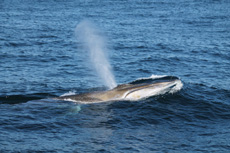 Notice the left side of the fin whales lower jaw is dark gray