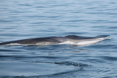 Finback Whales