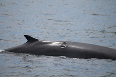 Finback Whales