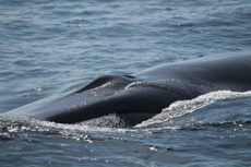 Finback Whales