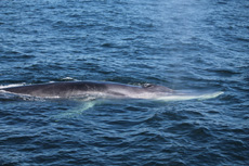 Finback Whales