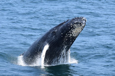 Humpback Whales