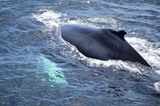 Humpback Whales