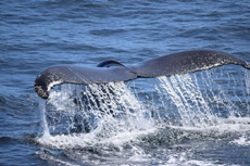 Humpback Whales