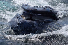 Humpback Whales