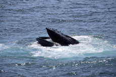 Humpback Whales