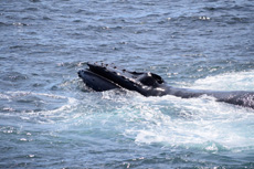 Humpback Whales