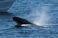 Humpback Whales