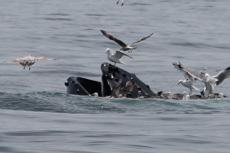 Humpback Whales