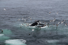 Humpback Whales