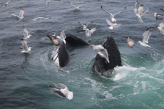 Humpback Whales