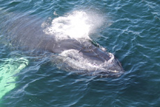 Humpback Whales