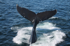 Humpback Whales