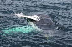 Humpback Whales