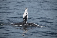 Humpback Whales