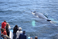 Humpback Whales