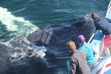 Humpback Whales