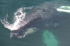 Humpback Whales