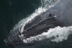 Humpback Whales