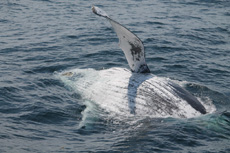 Humpback Whales