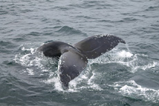 Humpback Whales