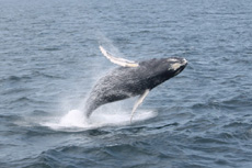 Humpback Whales