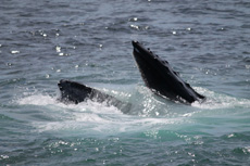 Humpback Whales