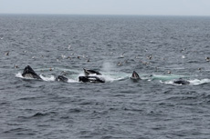 Humpback Whales