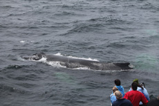 Humpback Whales