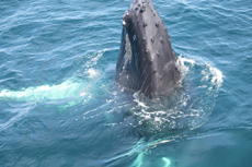 Humpback Whales