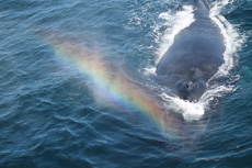 Humpback Whales