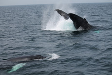 Humpback Whales