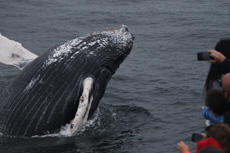 Humpback Whales