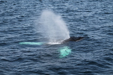 Humpback Whales