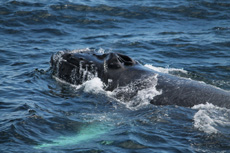 Humpback Whales