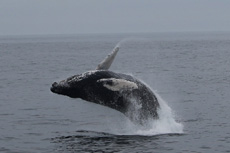 Humpback Whales