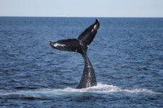 Humpback Whales