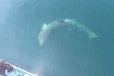 Basking Shark