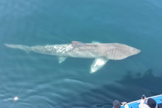 Basking Shark