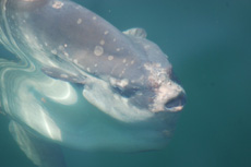 Ocean Sunfish