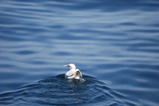 Sea Birds