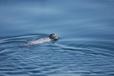 Harbor Seal