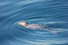 Harbor Seal