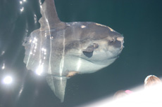 Ocean Sunfish