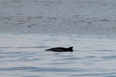 Harbor Porpoise